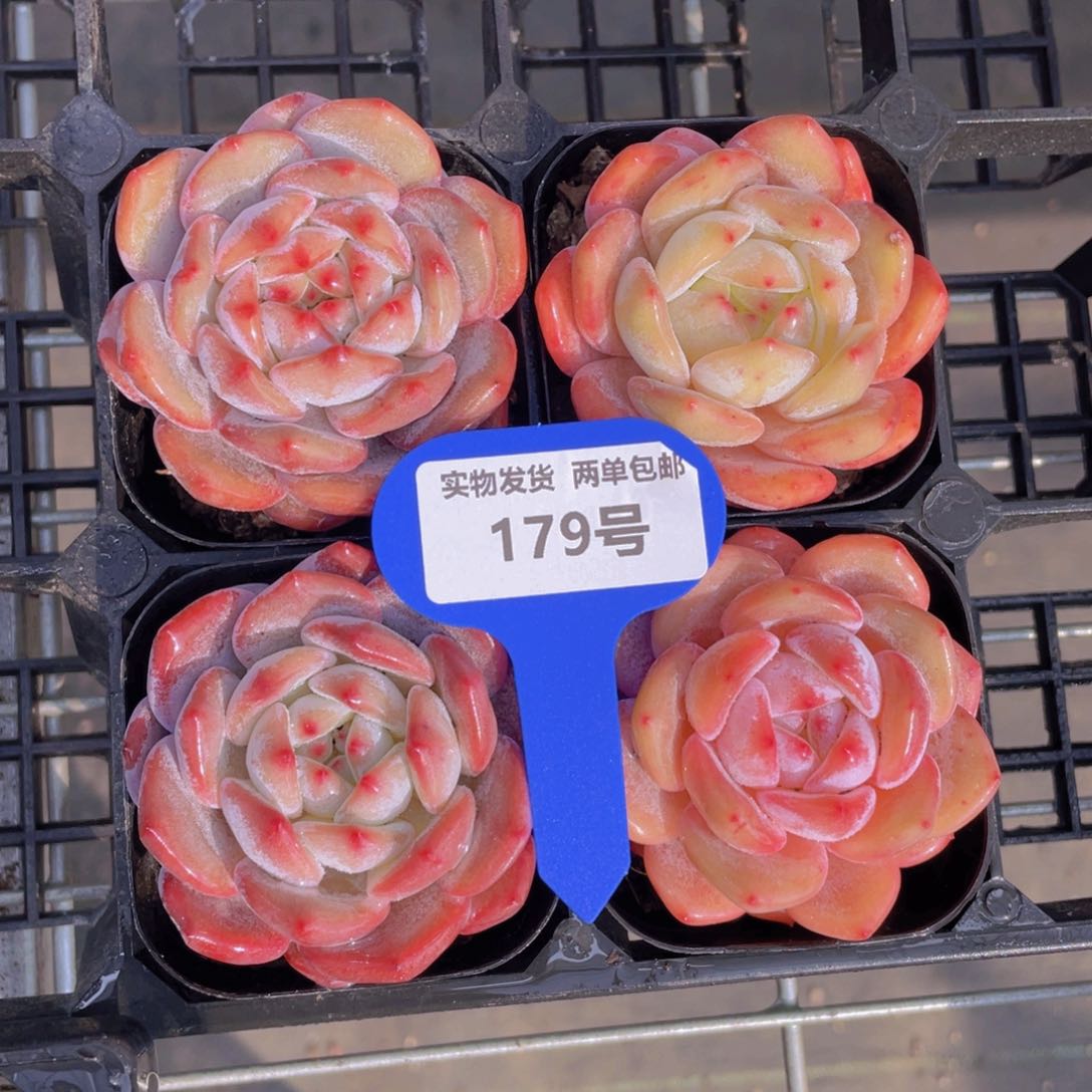179号果冻奶油雪花橙单头一个