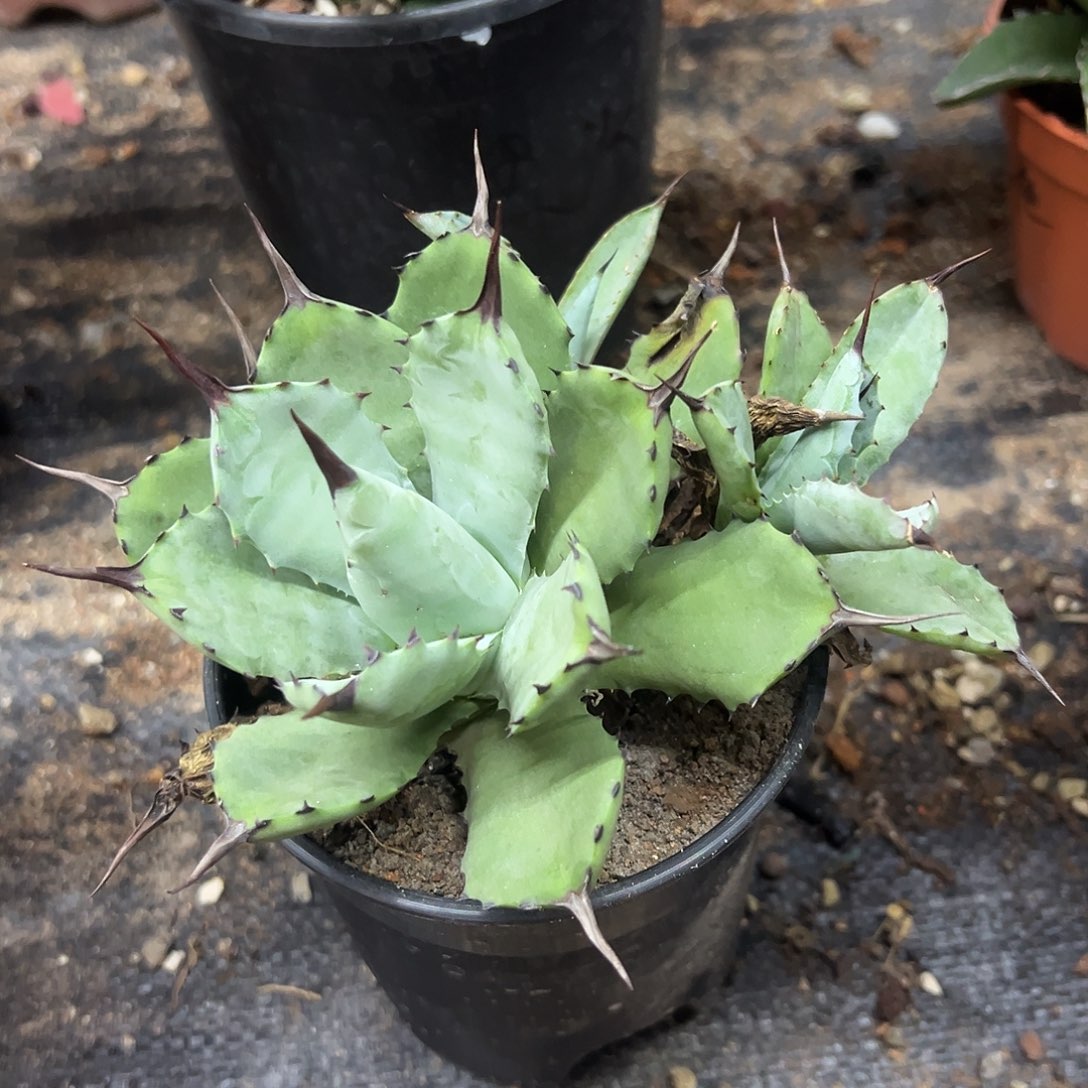 丸叶芭蕾龙舌兰姬芭蕾