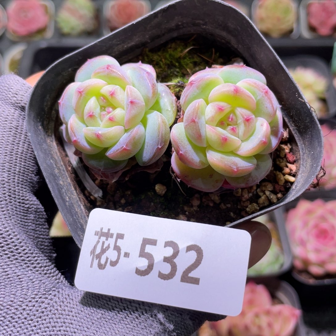 花利美5-532新品 
