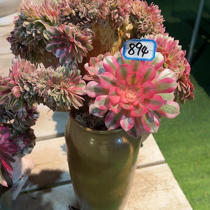 迷***茫894倾城缀化法师一颗