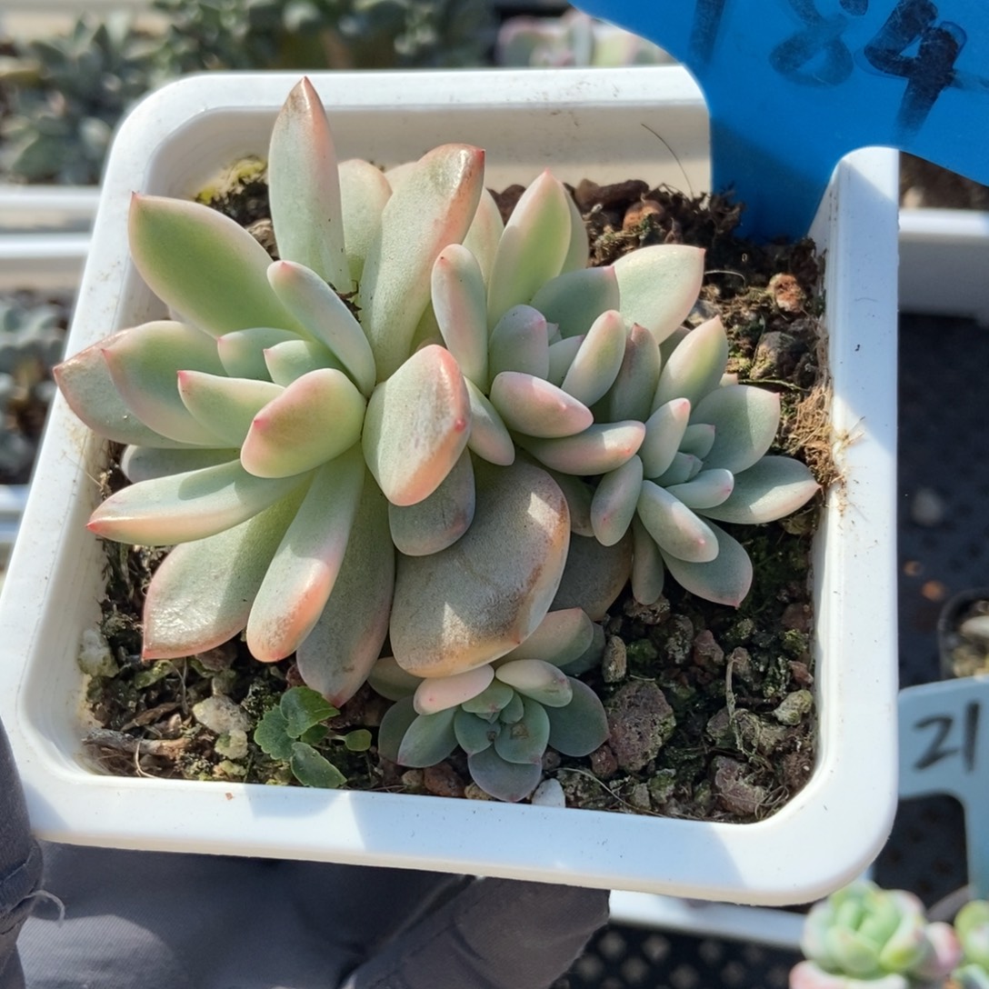 784梦露锦多肉植物