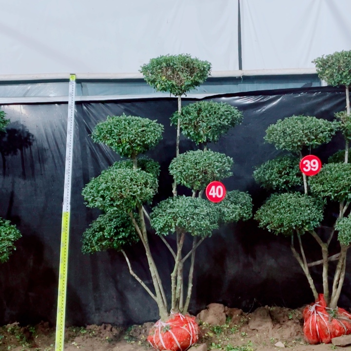 无花朵一物一拍一物一图