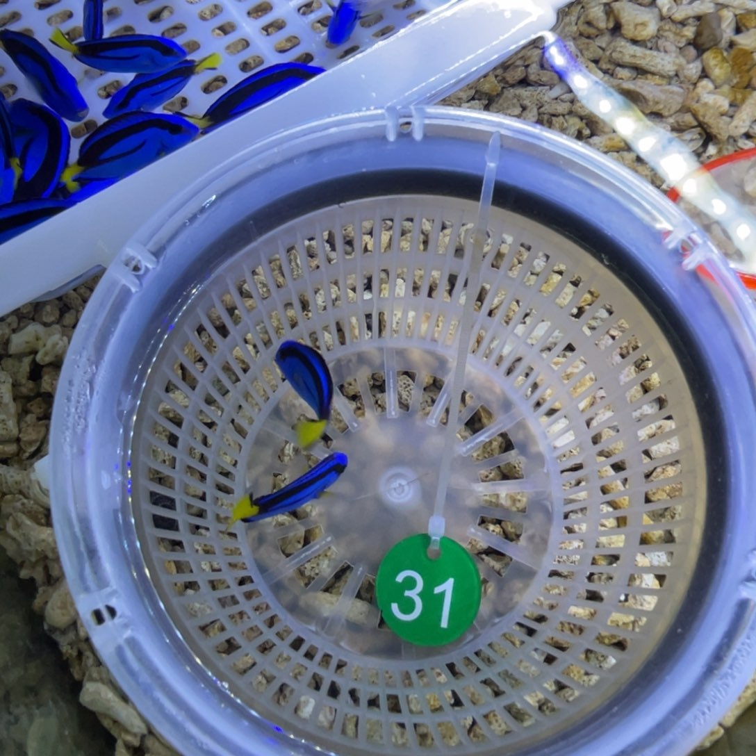 海水鱼蓝调一条顺丰包邮