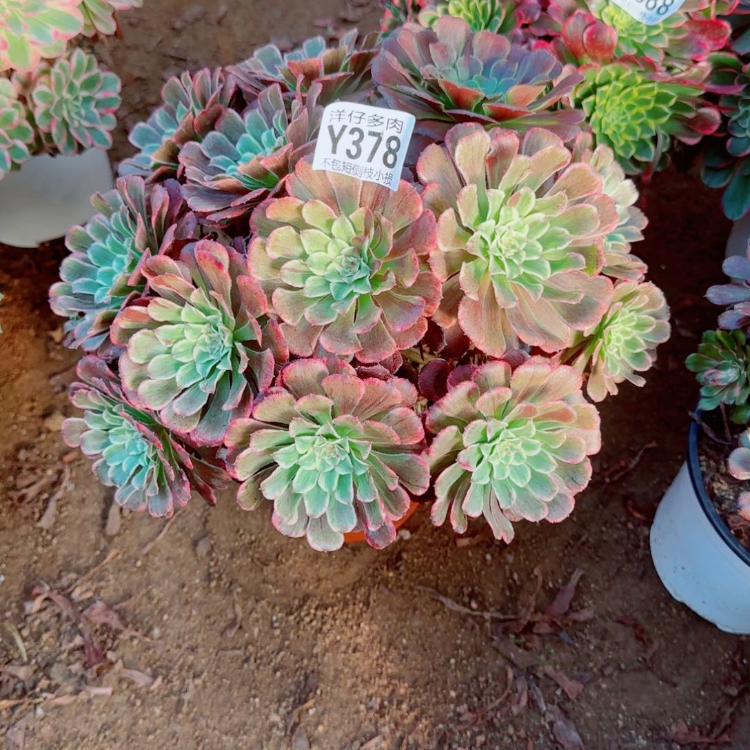 水墨画378冠幅25    