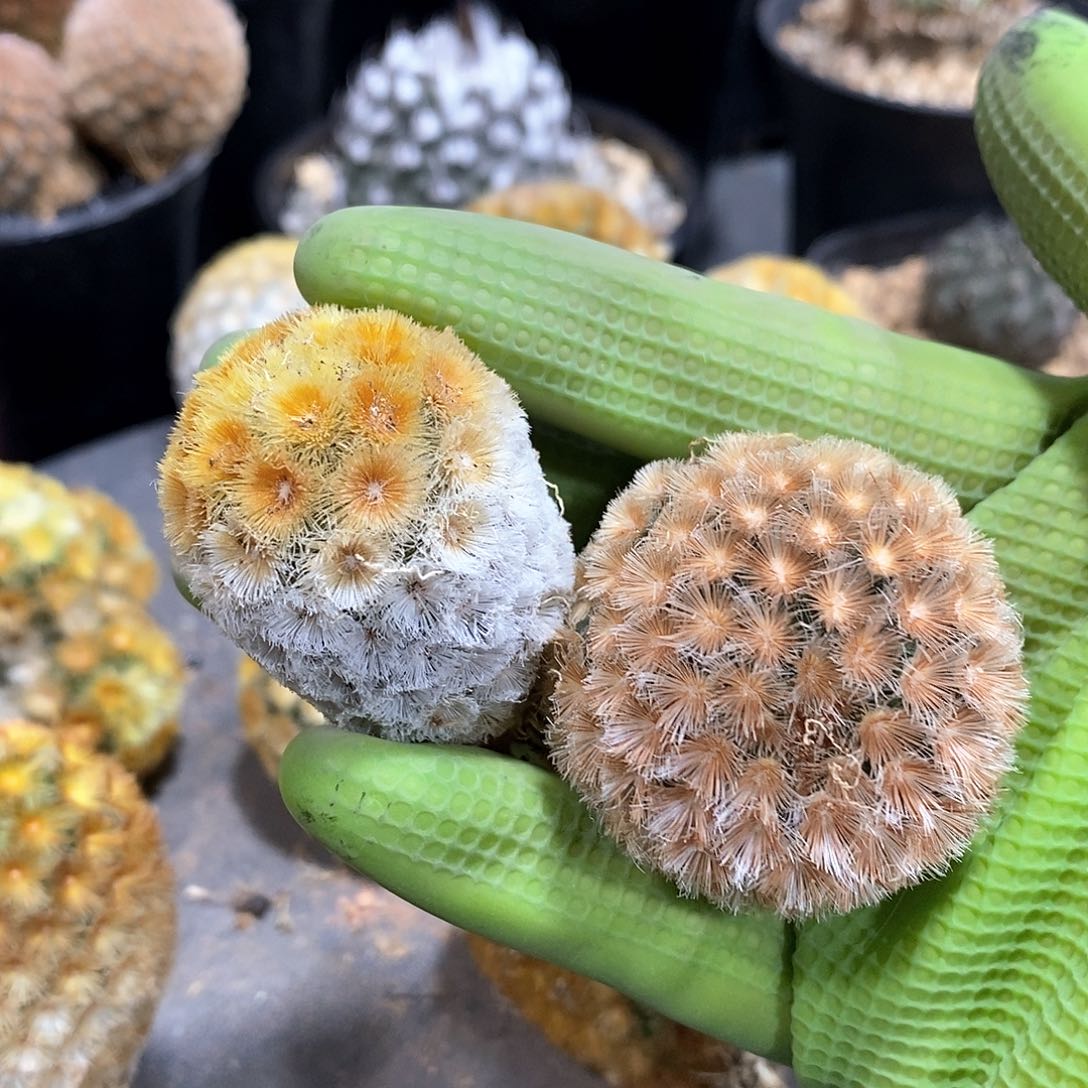 s***i佛头嘉文丸2棵