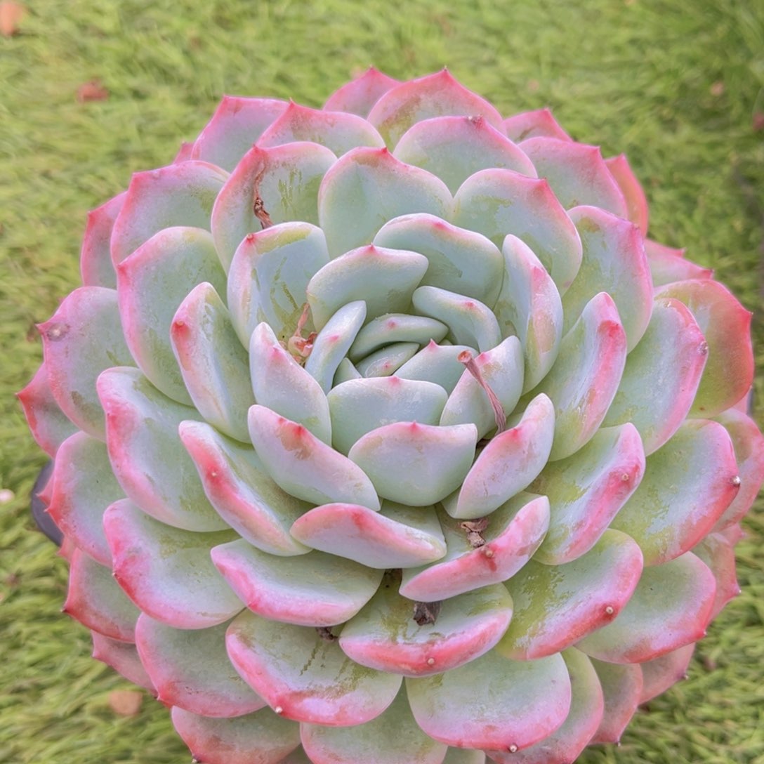 14公分9988888888888888