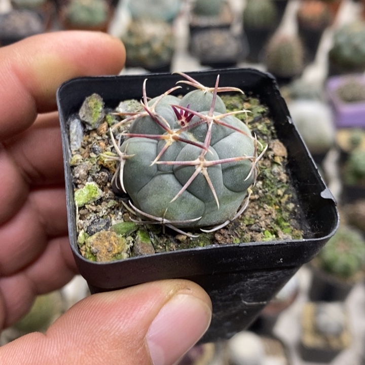 实生菲冠龙特价福利