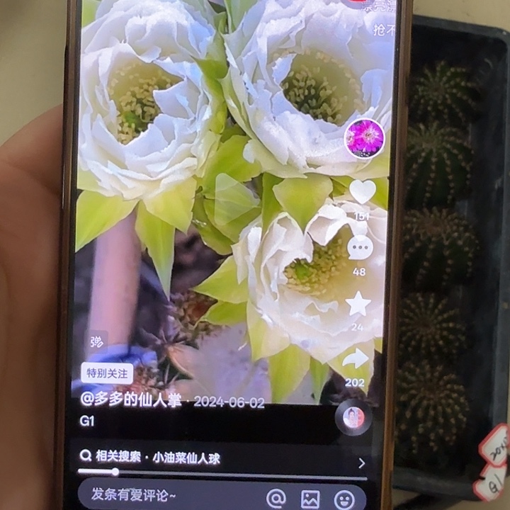 仙人球彩草侧芽歪g1