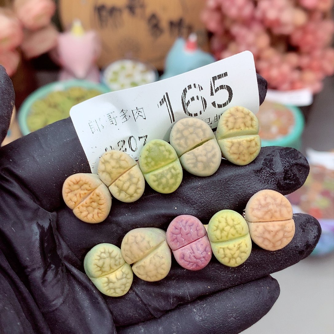 生石花满18包邮7-165