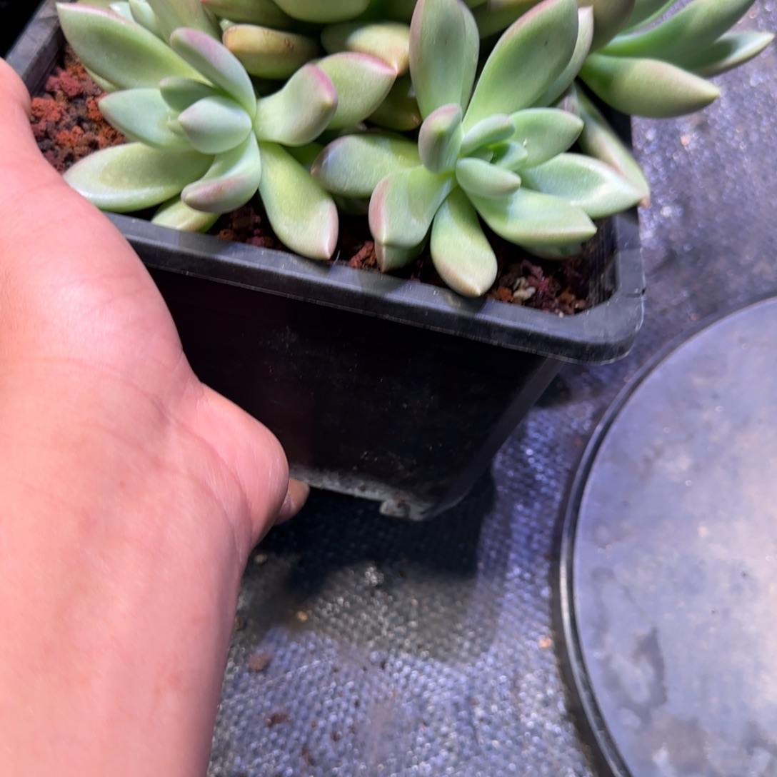 以***行赫本哭多肉植物一物一拍