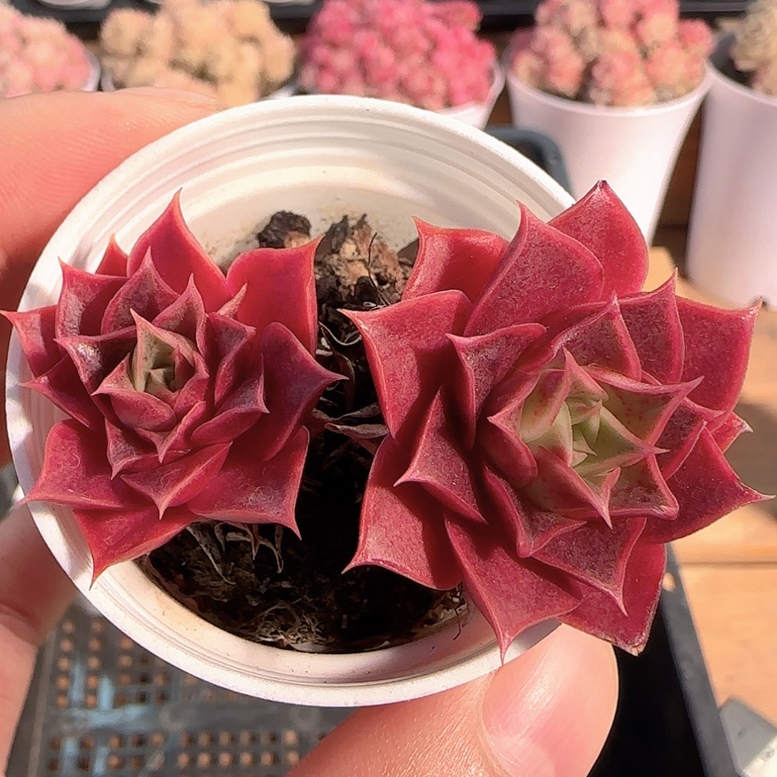 多肉1214-134罗西玛