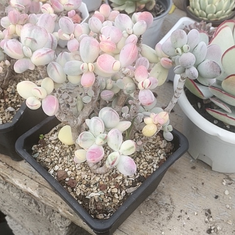 乒乓福娘锦398一盆88888888