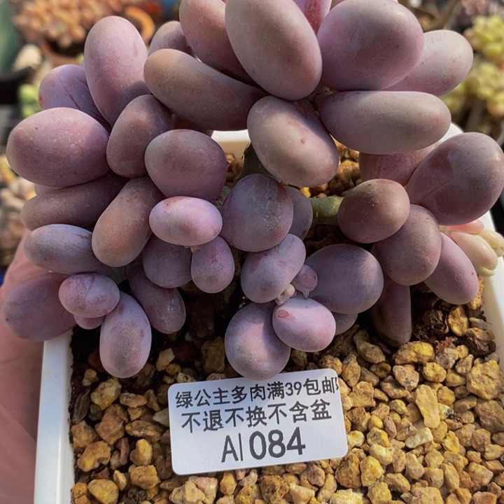 水光针奶酪10cm1084多肉植物