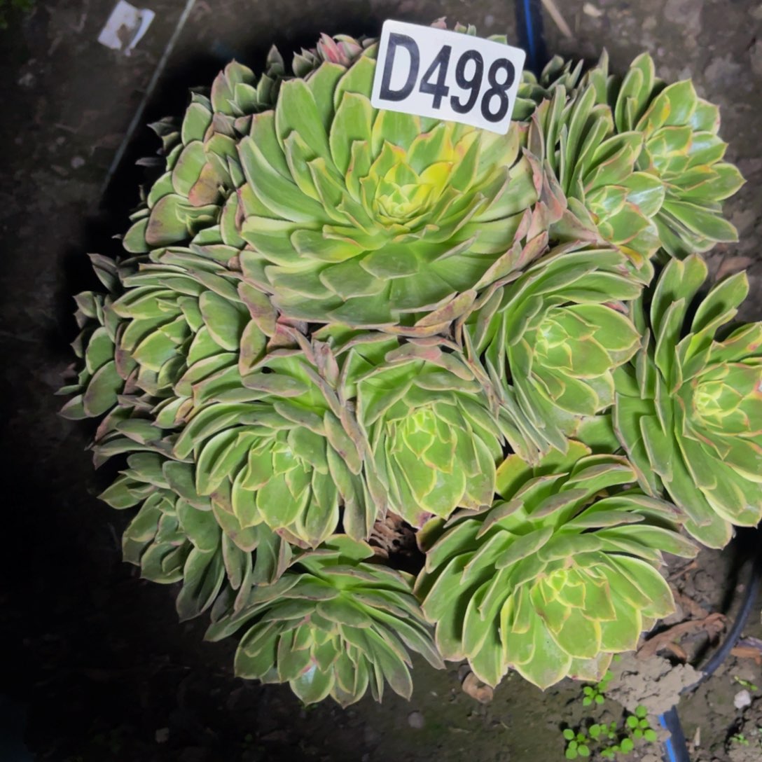 海燕法师16////////。s24包邮