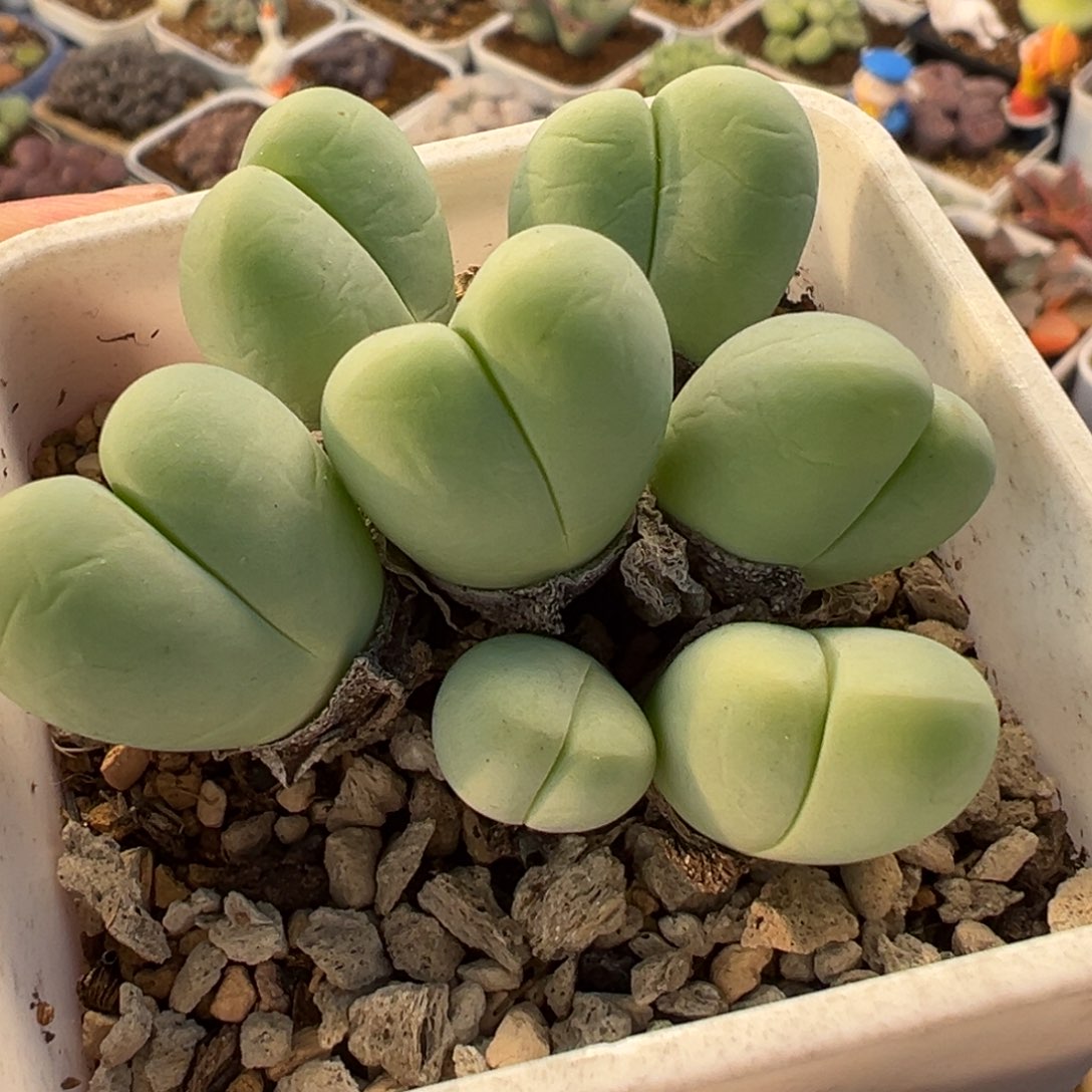 022多肉植物种类多样