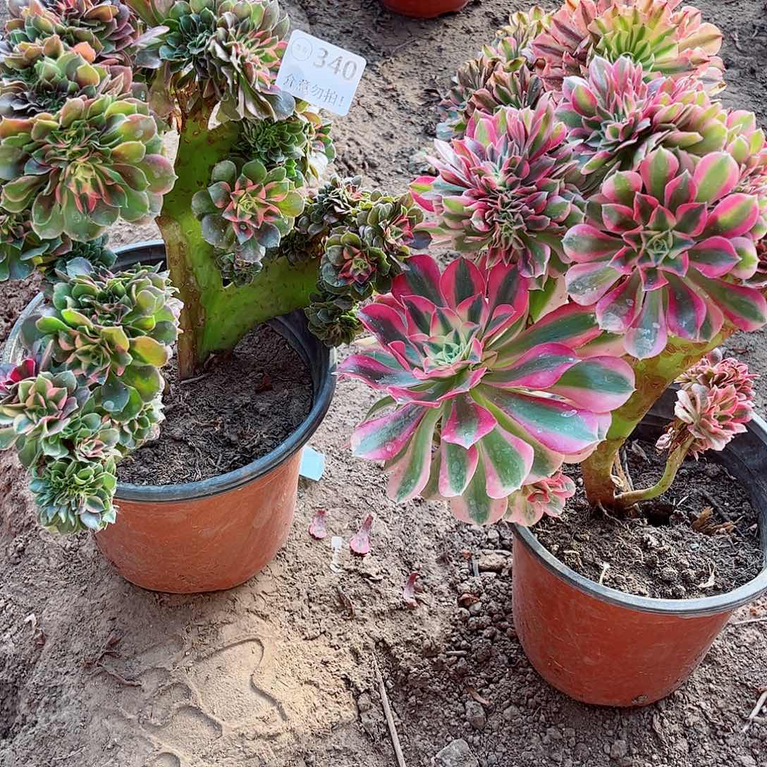 无花朵多肉植物组合340