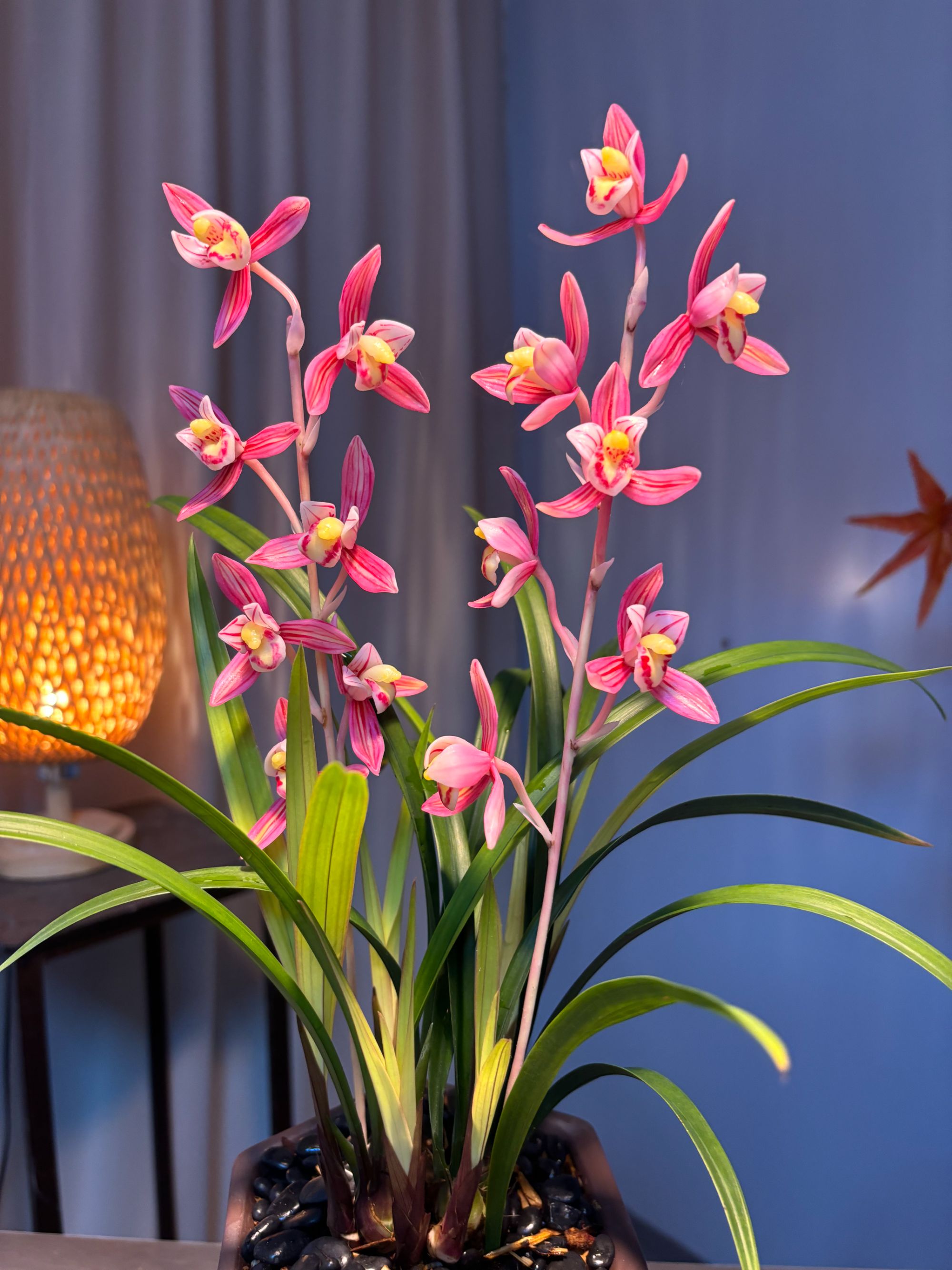 市长红 四季兰 建兰铭品兰花 开花非常香 好养绿植兰花苗