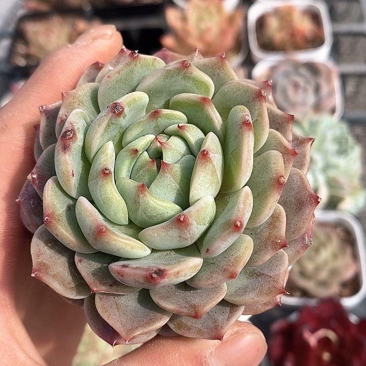 多肉植物一物一拍0018