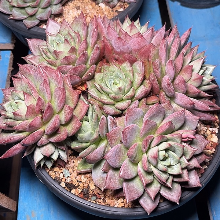 发货多肉植物一物一拍