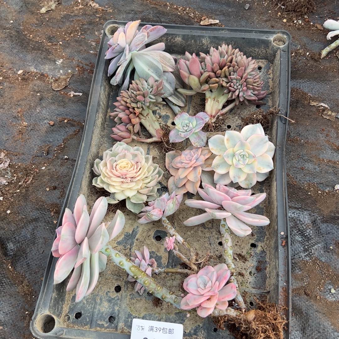 043紫乐锦老桩多肉植物