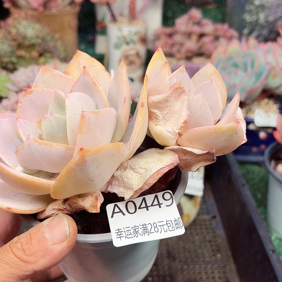 幸运的是我的朋友们