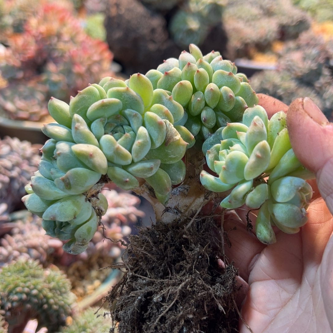 新年快乐啊宝宝们88888888