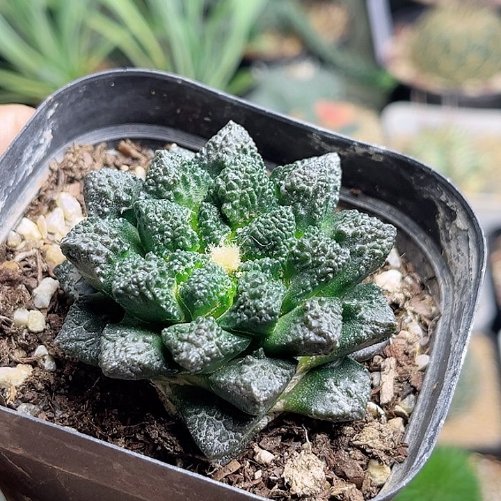 超小尤哥斯拉菜花牡丹自根养定