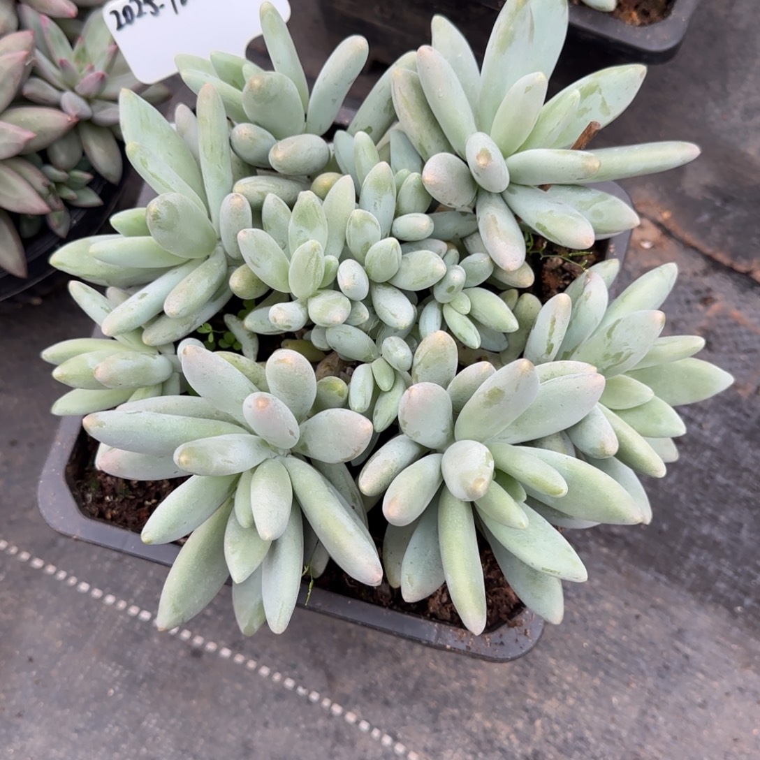 一物一拍精控白兰地28