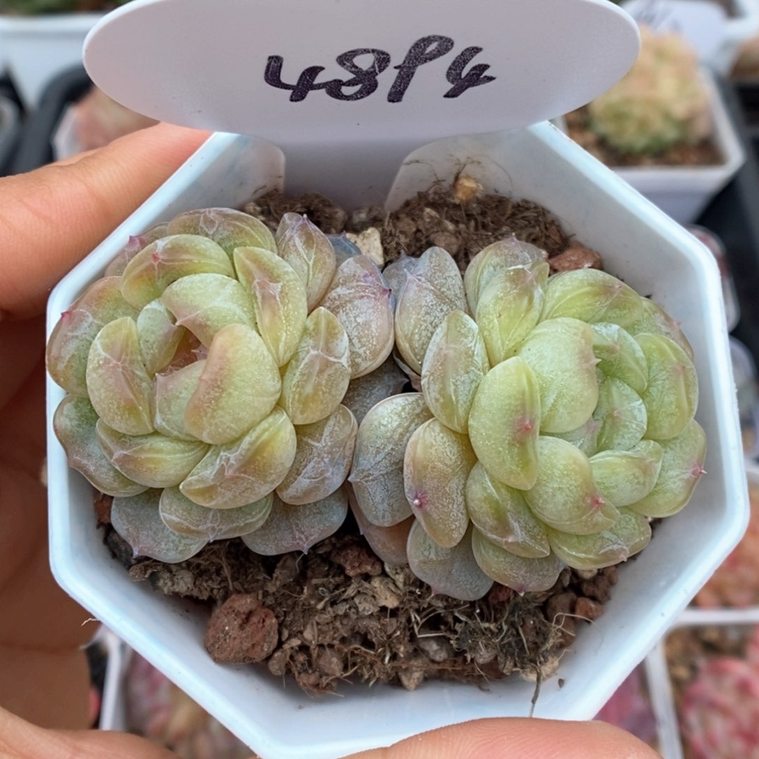 白色恋人双头可拍4894号。 