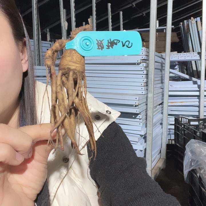 当前无花栽培后可以开花玫瑰心根