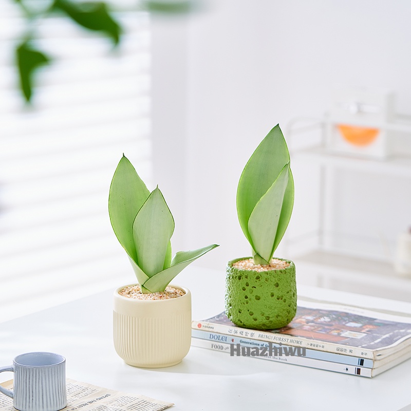 精致白玉虎皮兰虎尾兰盆栽盆景室内客厅办公室工位桌面花卉绿植