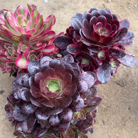 545多肉植物组合