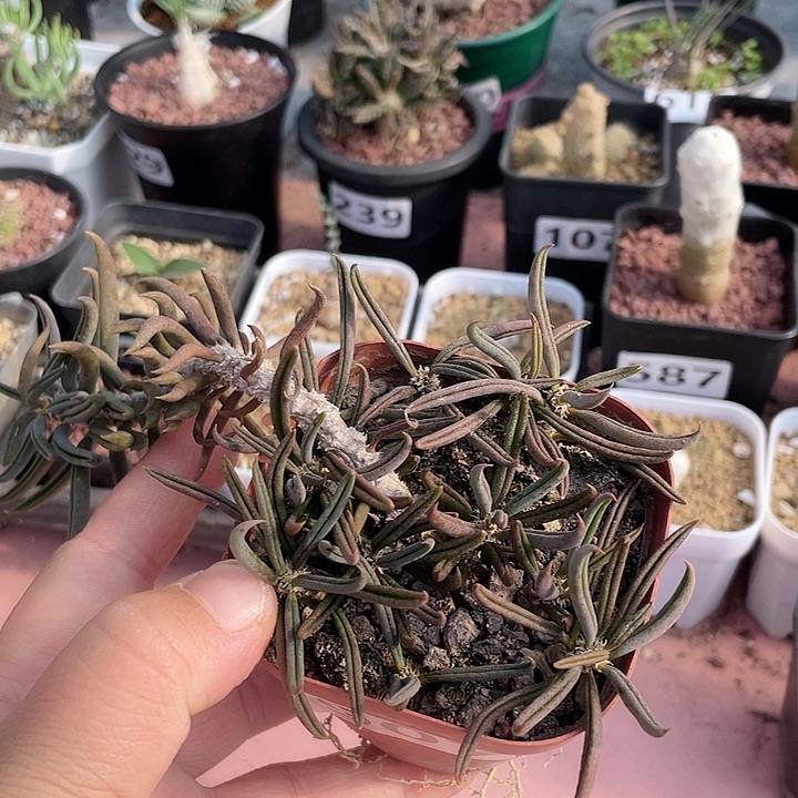 907桐叶麒麟大戟块根