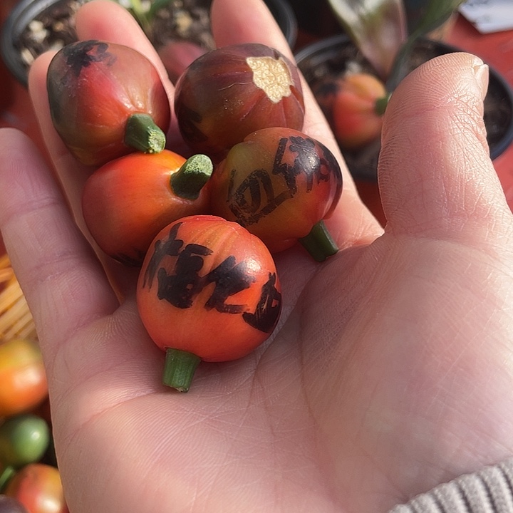 岁***月完全开放君子兰四季开花稀释甲醛