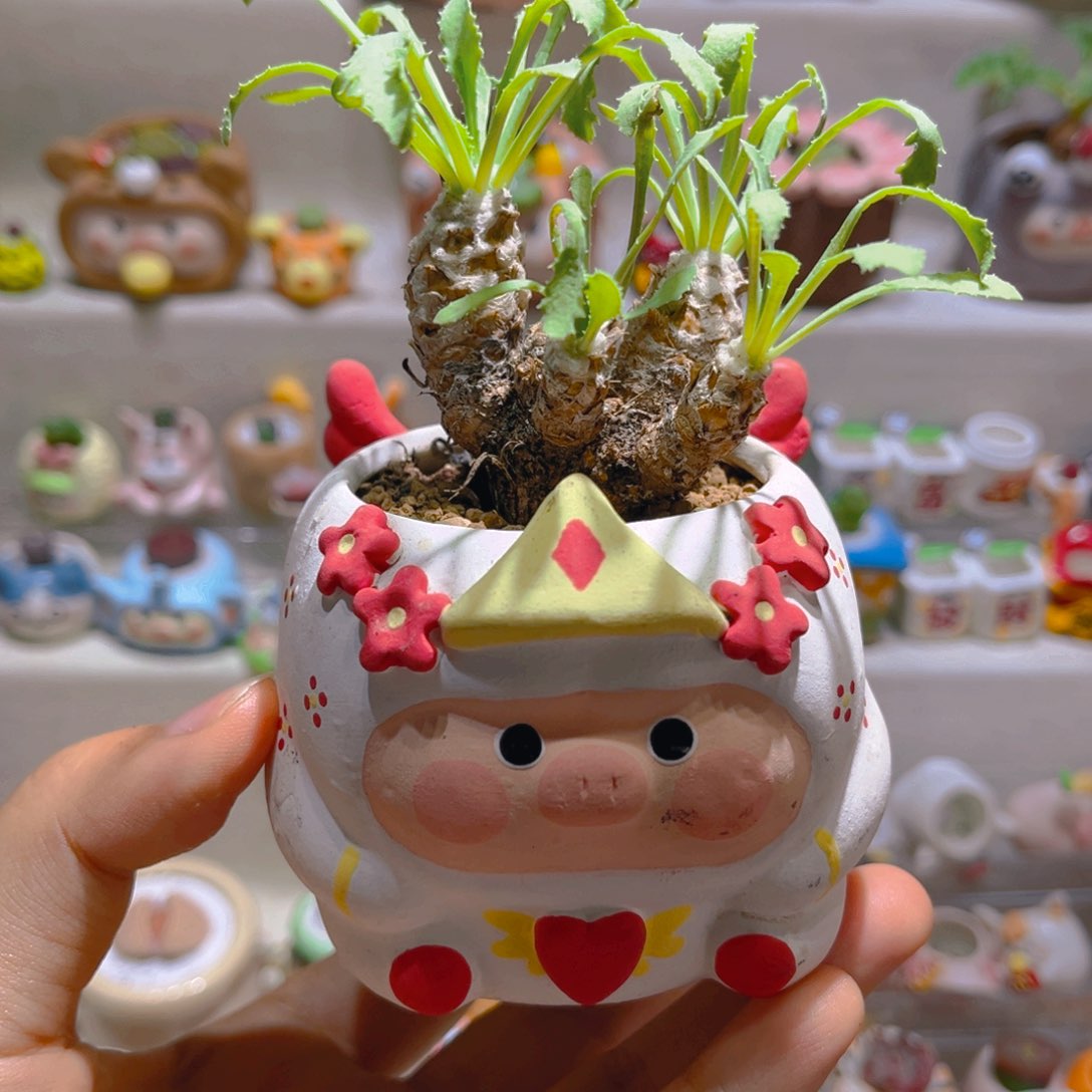 020刨花厚敦菊带盆土一套98