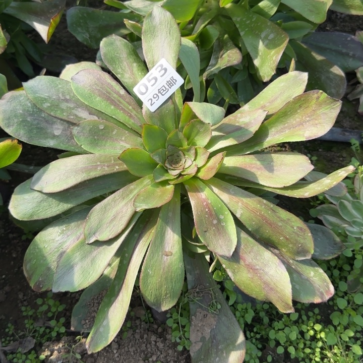 巫毒拉丝……多肉植物……