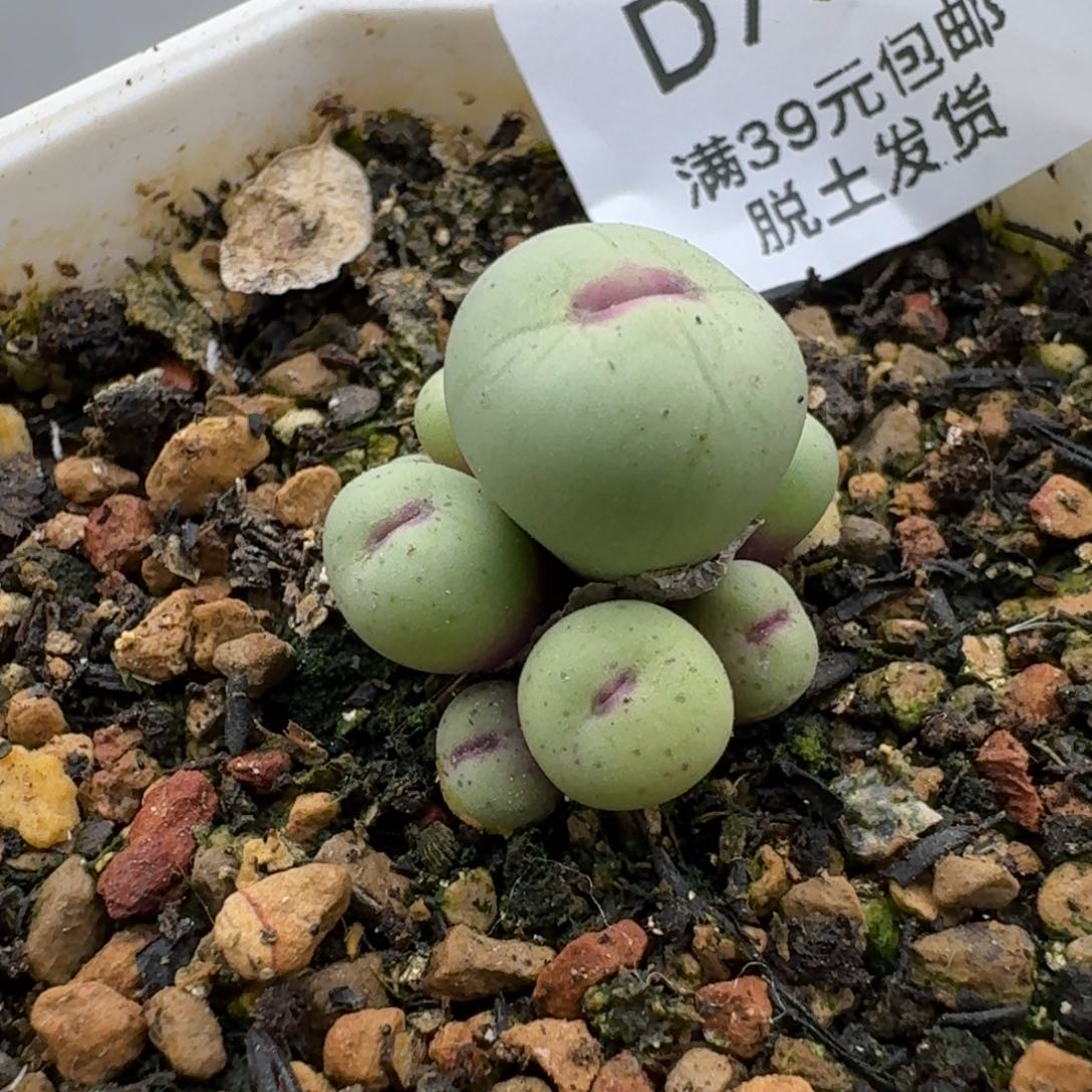 761多肉哈哈哈哈哈哈哈哈