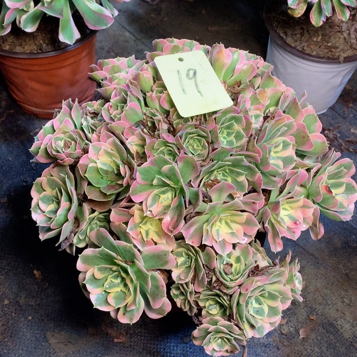 19粉水晶多肉一物一拍