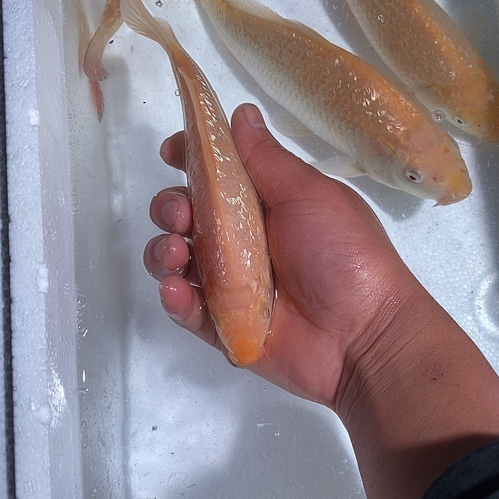 锦鲤锦鲤活鱼开箱包活