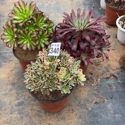 340三个不包断枝