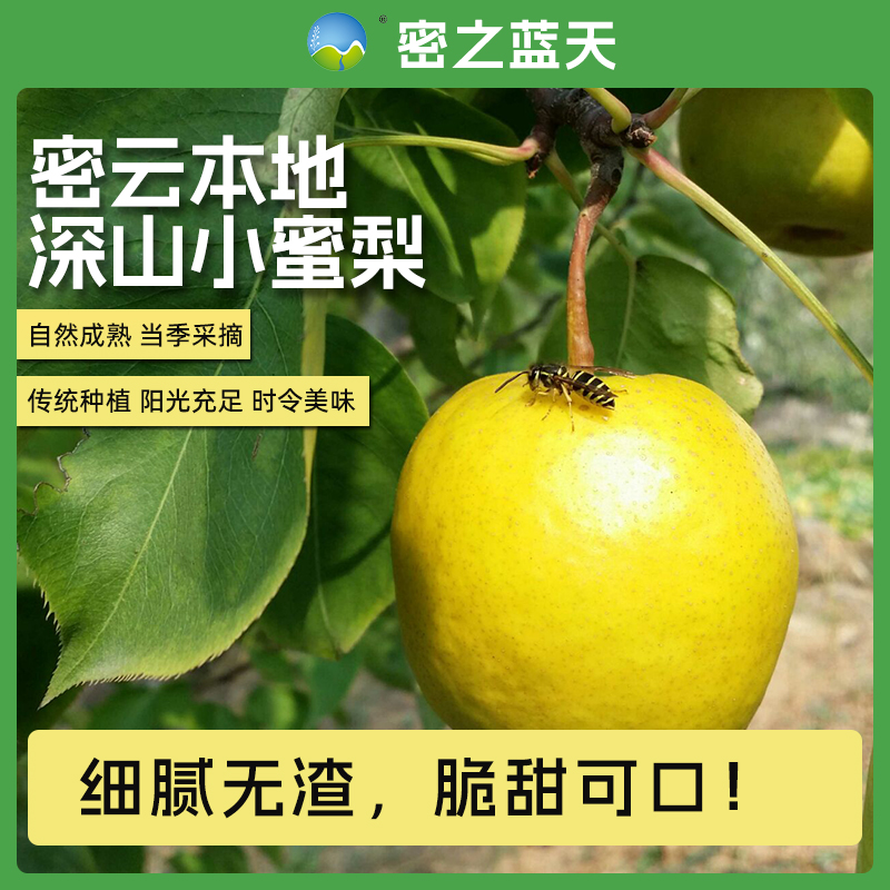 【小蜜梨】密之蓝天密云本地深山老树新鲜采摘小蜜梨1-5斤北京市
