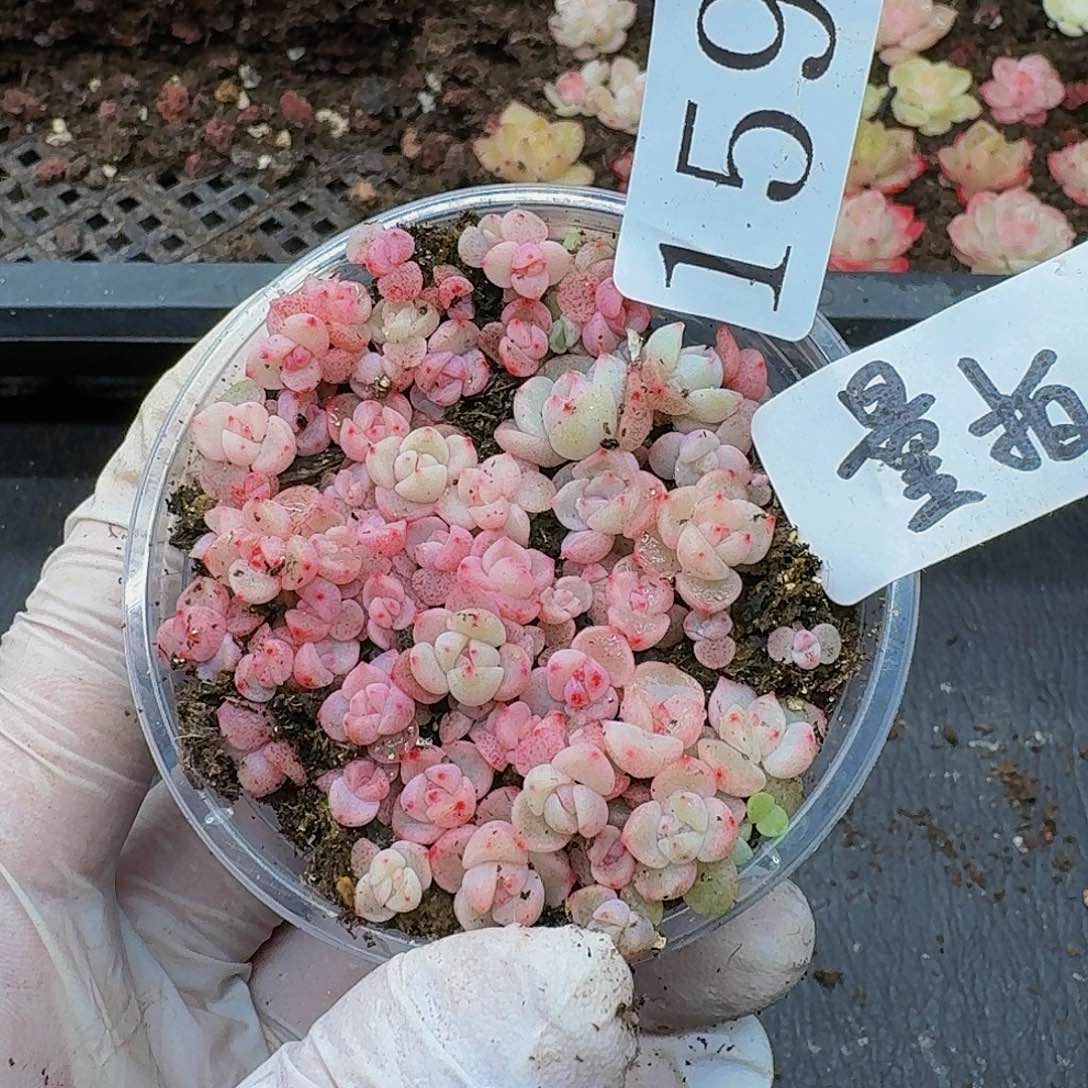 多肉植物多肉植物159量拍