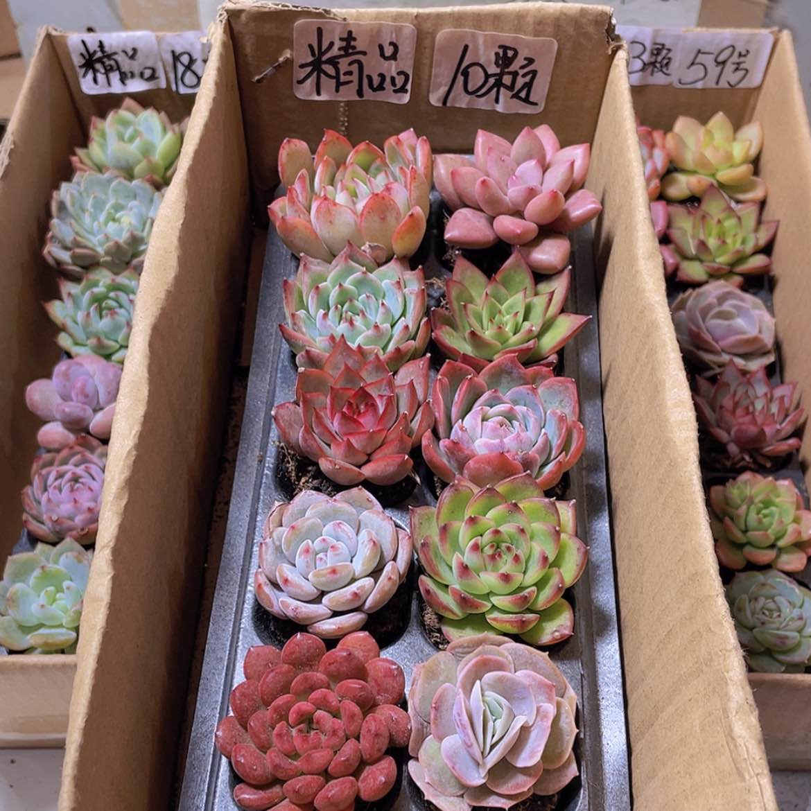 【闪购商品】【量拍】10颗精品多肉约4厘米