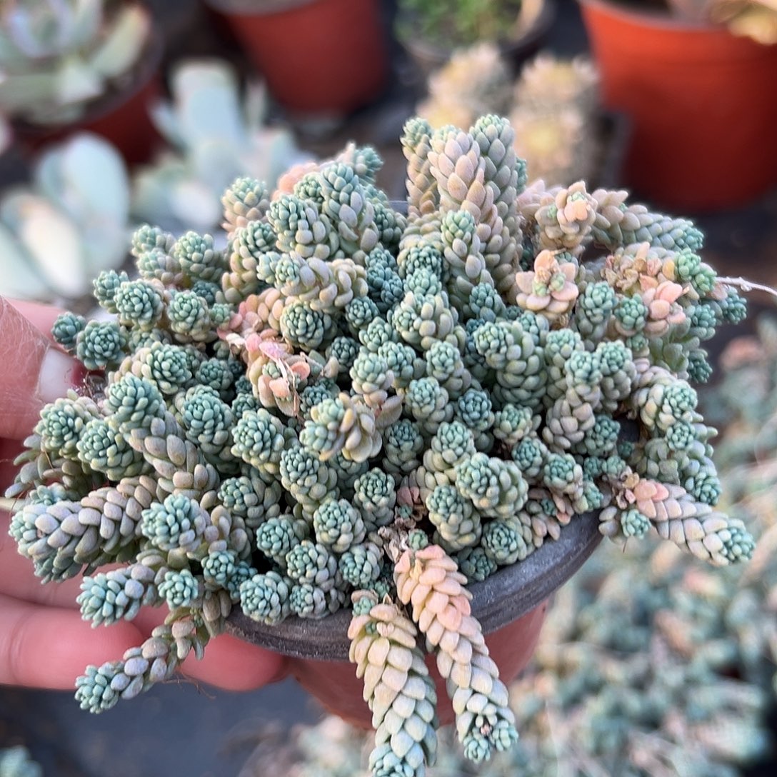 多肉植物姬星美人