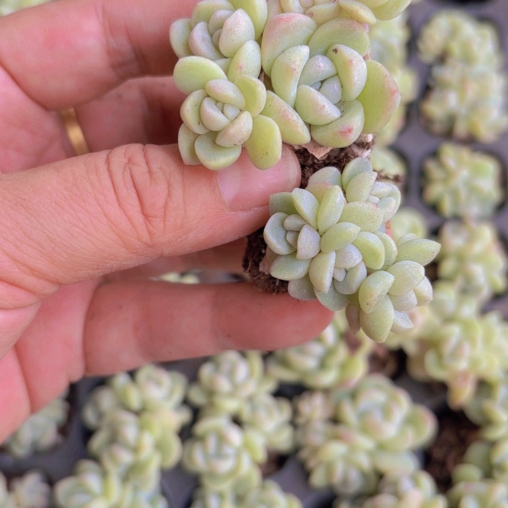 用****6白冰群穴盘50颗一组精品多肉