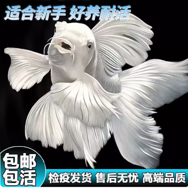 纯种台湾蝴蝶鲤贵妃体白普身好养耐活观赏鱼【包活】活体发货