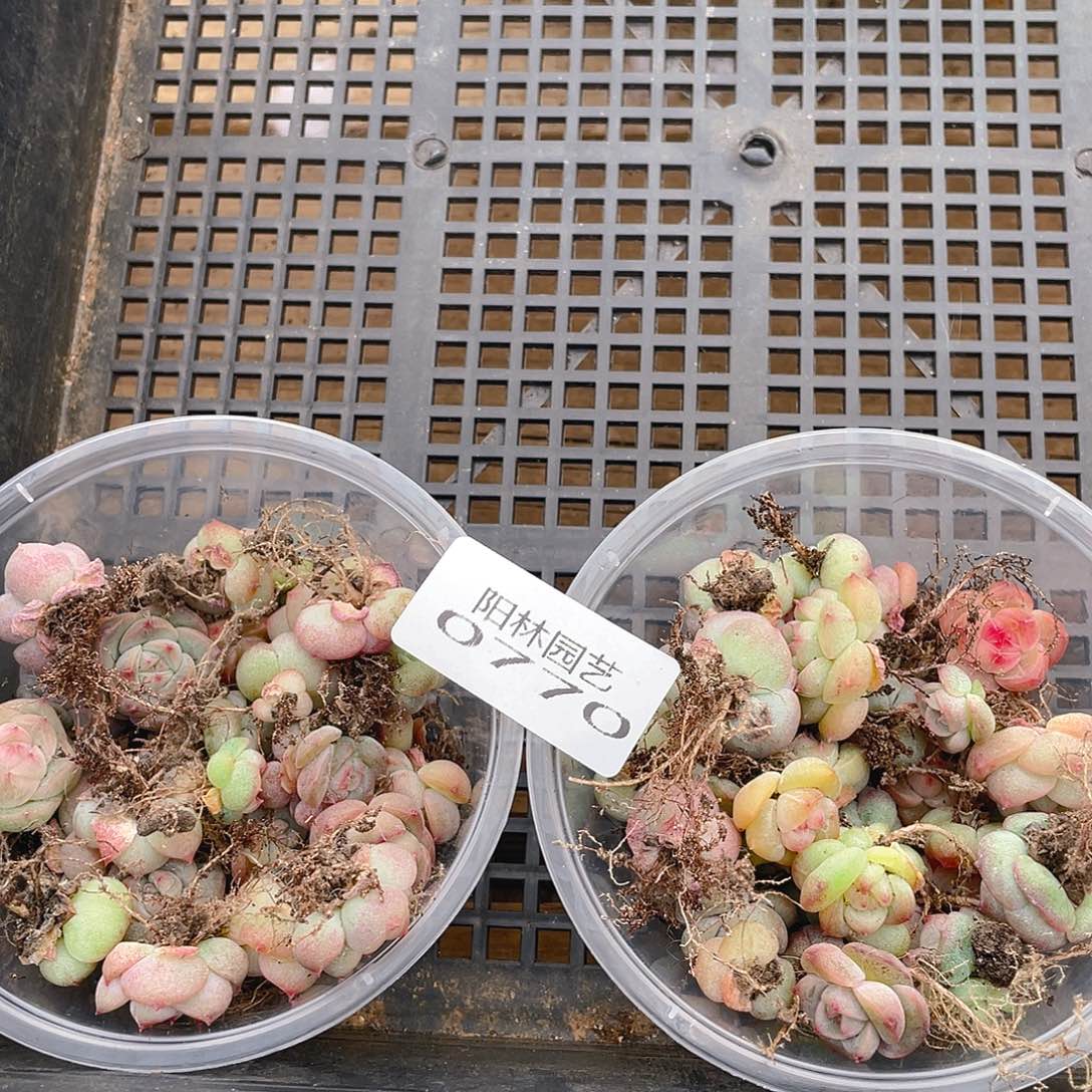 *****多肉植物多肉植物770