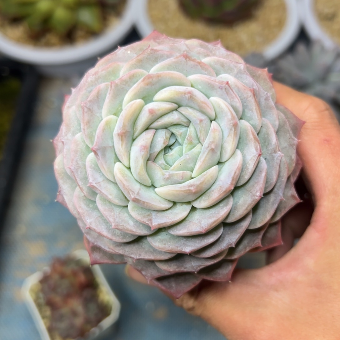 多肉植物一物一拍（11号）