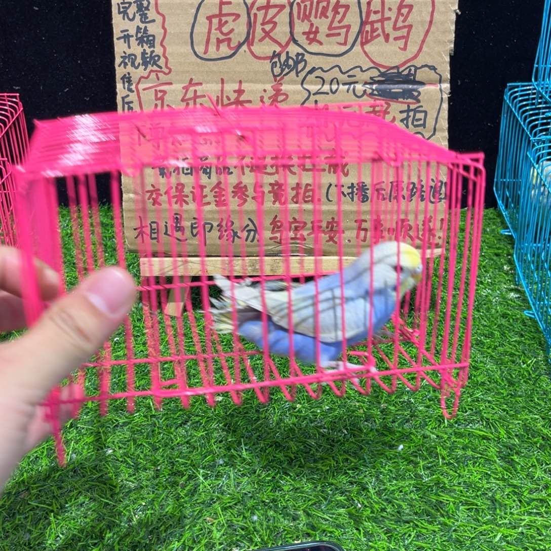 藍***友虎皮鹦鹉金彩虎皮鹦鹉一个，一物一拍不退换