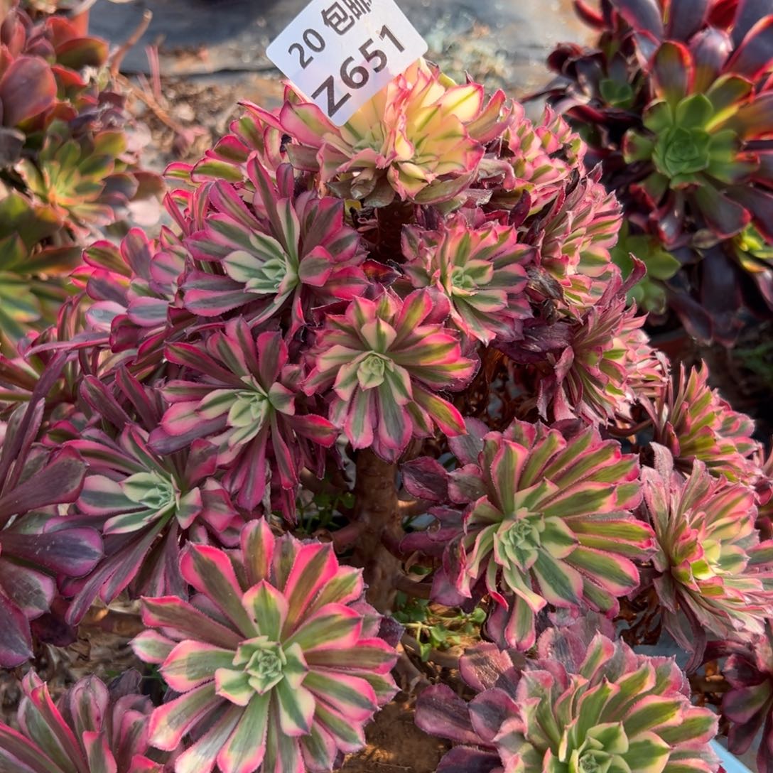 唐***651红铜白，处理，，满20包邮嘟叮熊